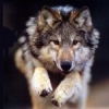 LDVwolf